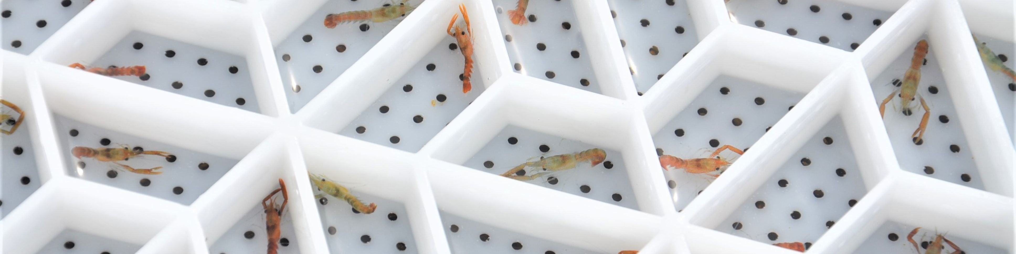 national lobster hatchery babies