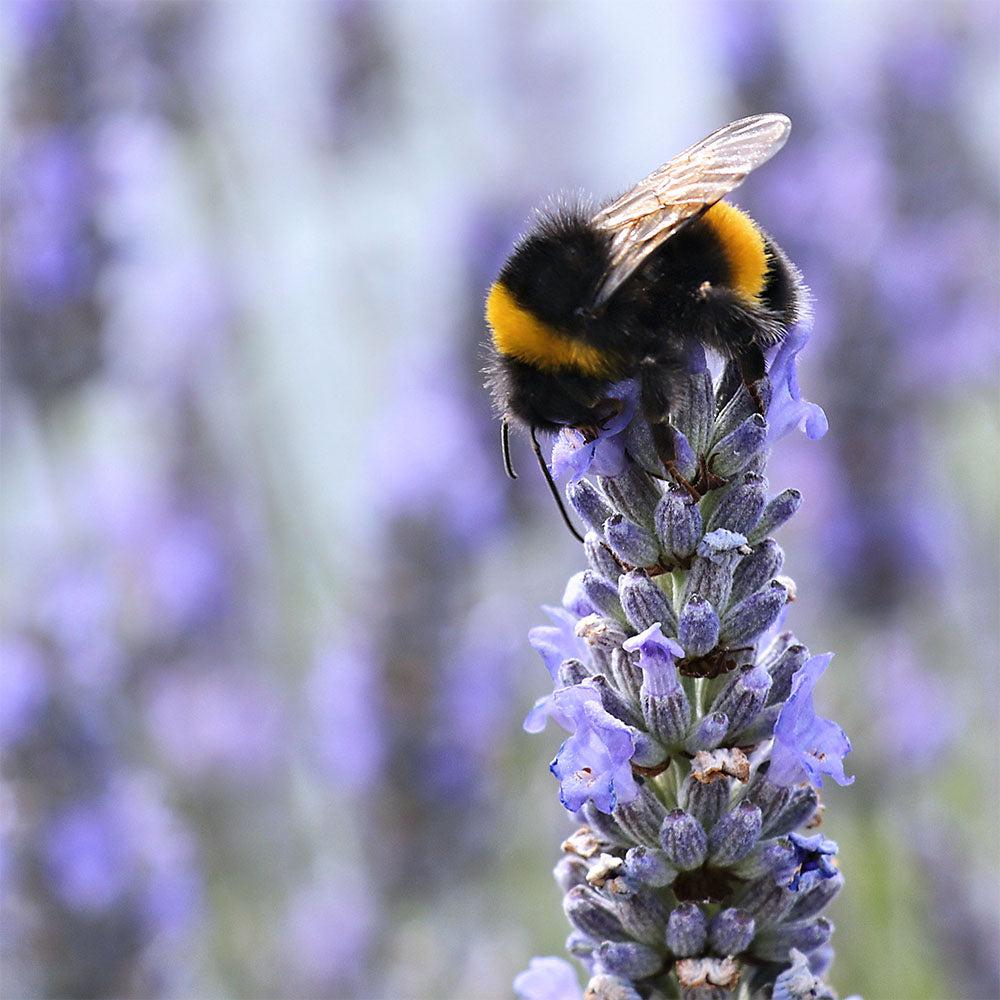 Bumble curled over a lavender flower spike.
