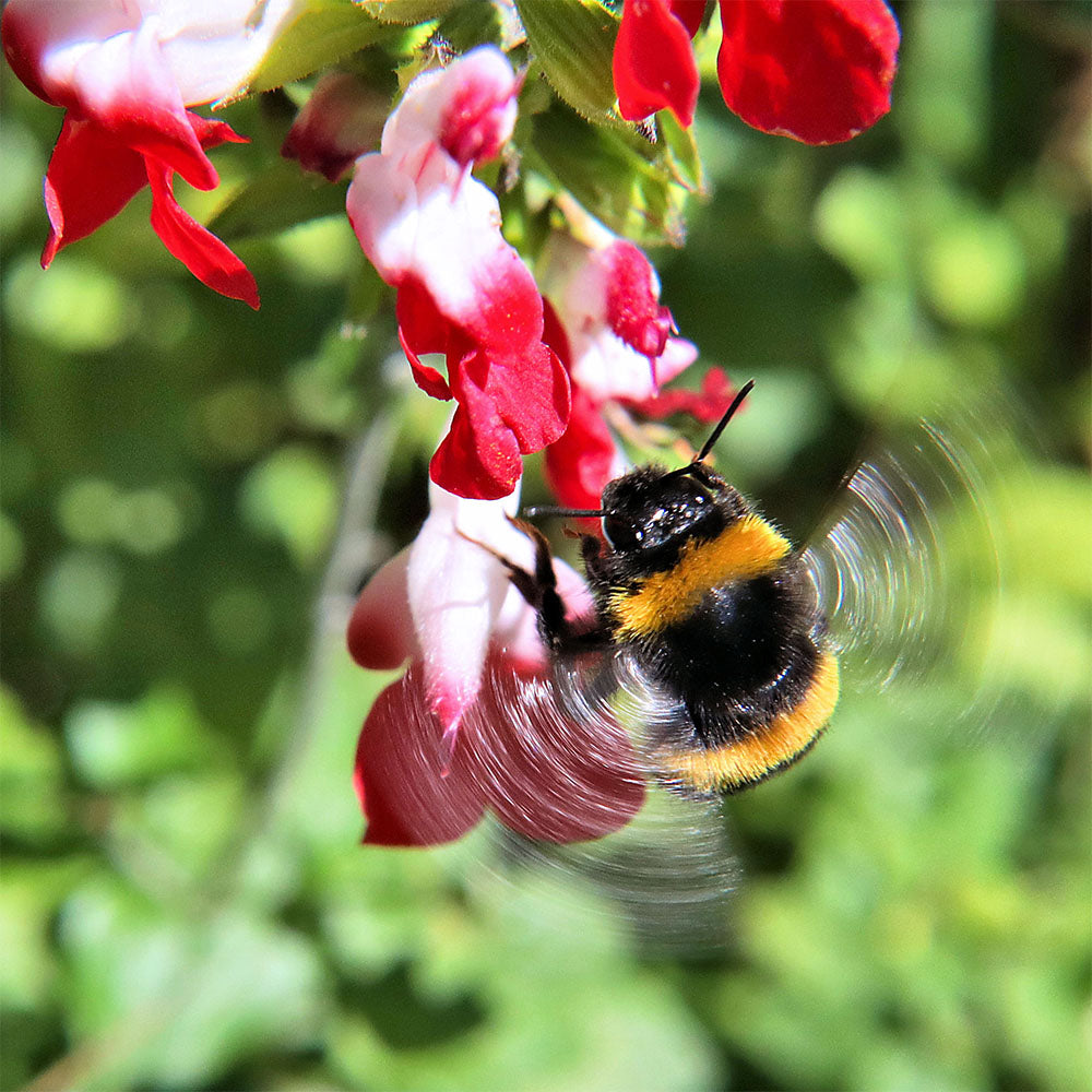 Bumblebee on red flower with wings hovering.