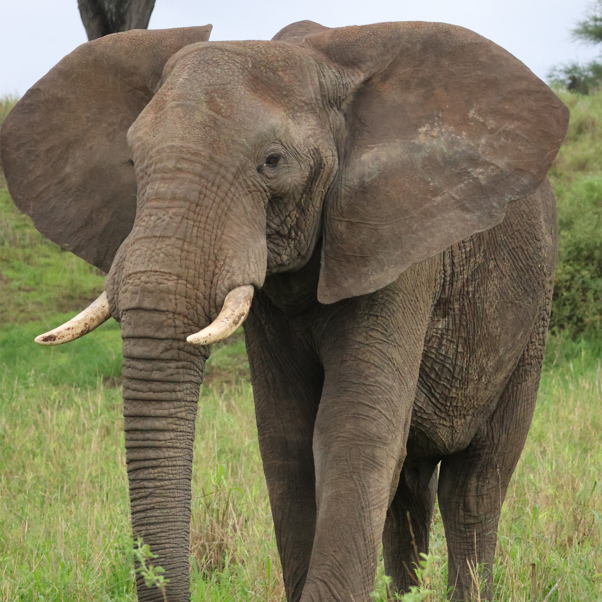 WWF elephant image.