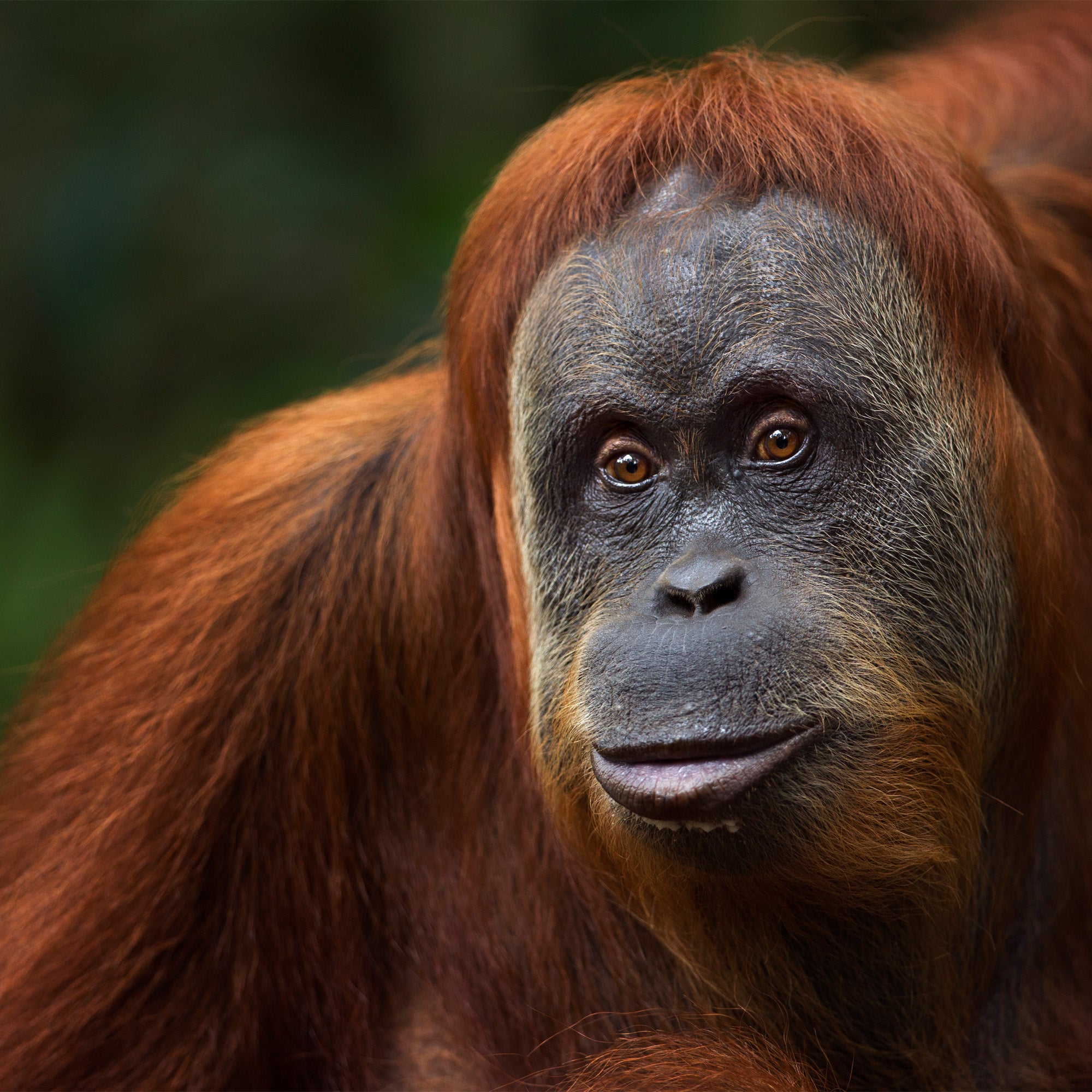 Orangutan in the wild.