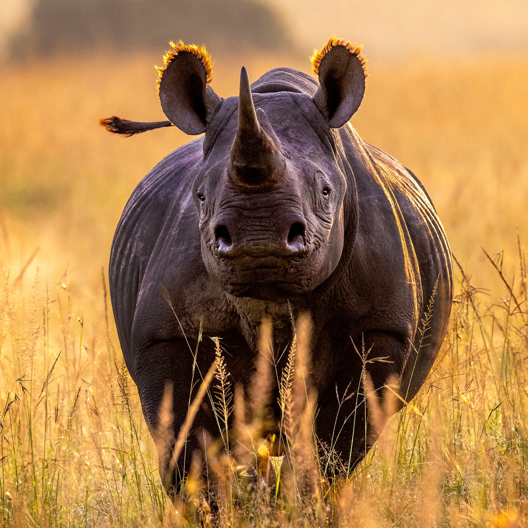 A black rhino in the wild.
