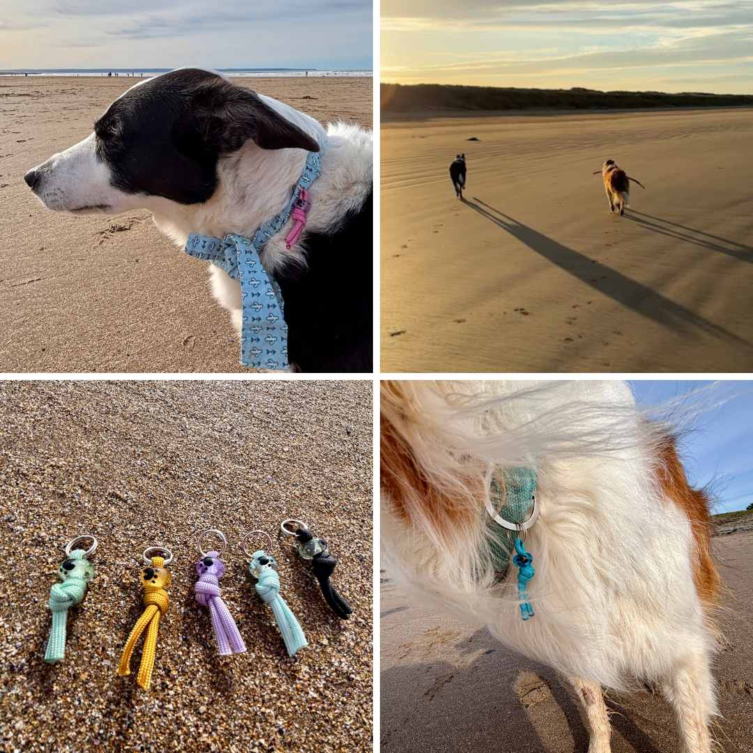 Collage of a dog on a beach, walking with a person, dog toys on sand, and a close-up of a dog wearing a collar.