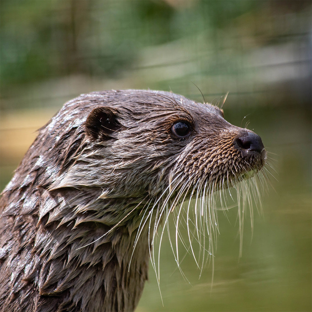 Close-up of an otter with a blurred natural background