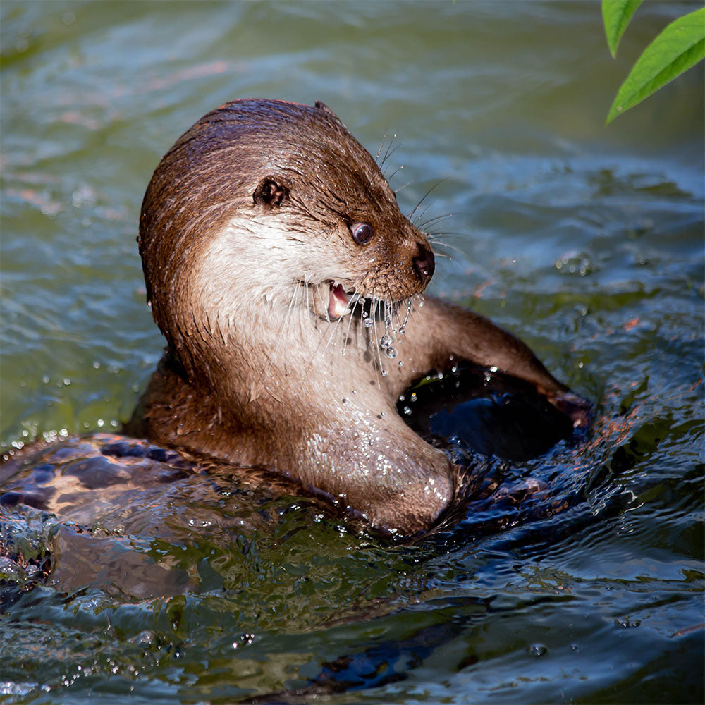 Otter swimming in water with a close-up of its face