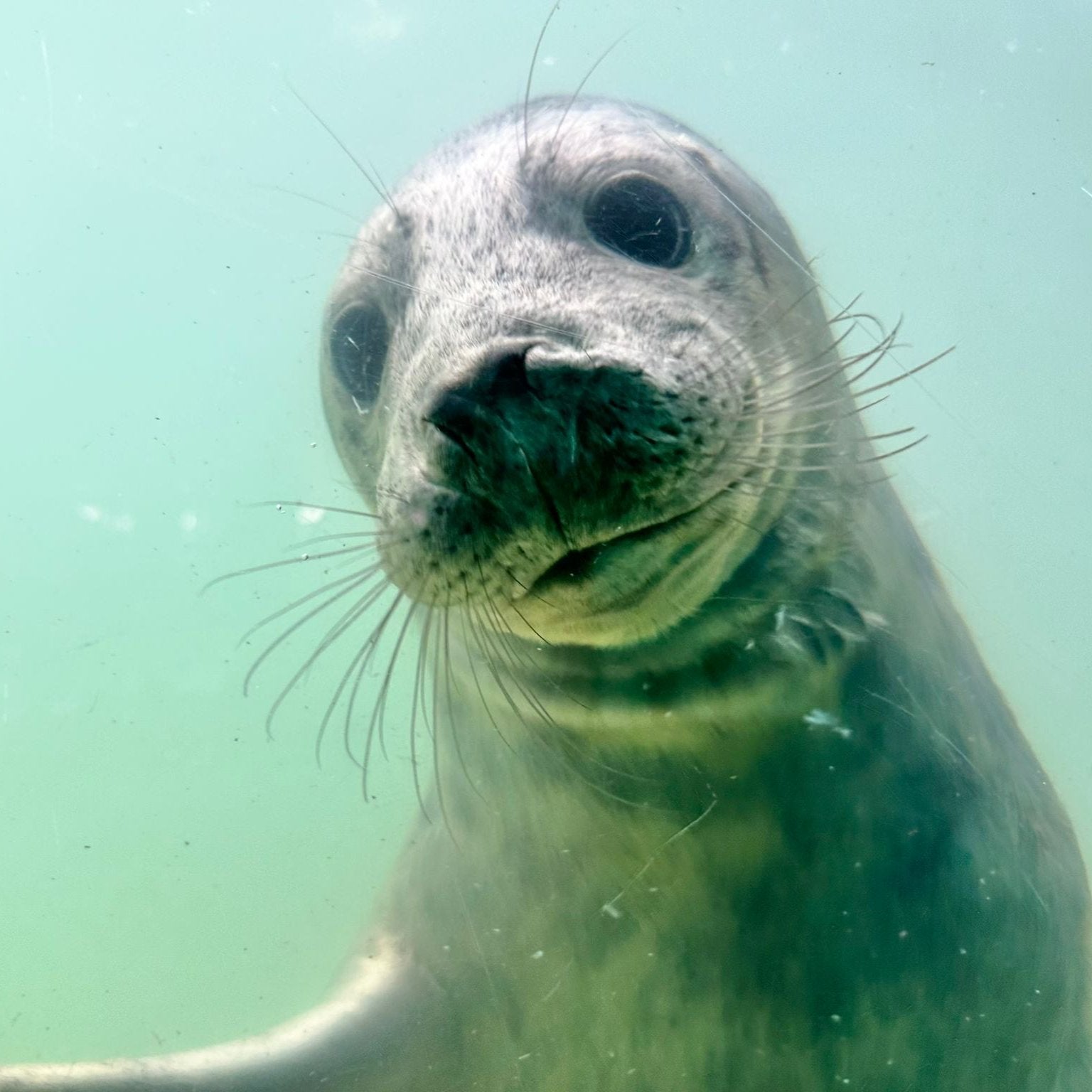 Seal at the sanctuary in Cornwall.
