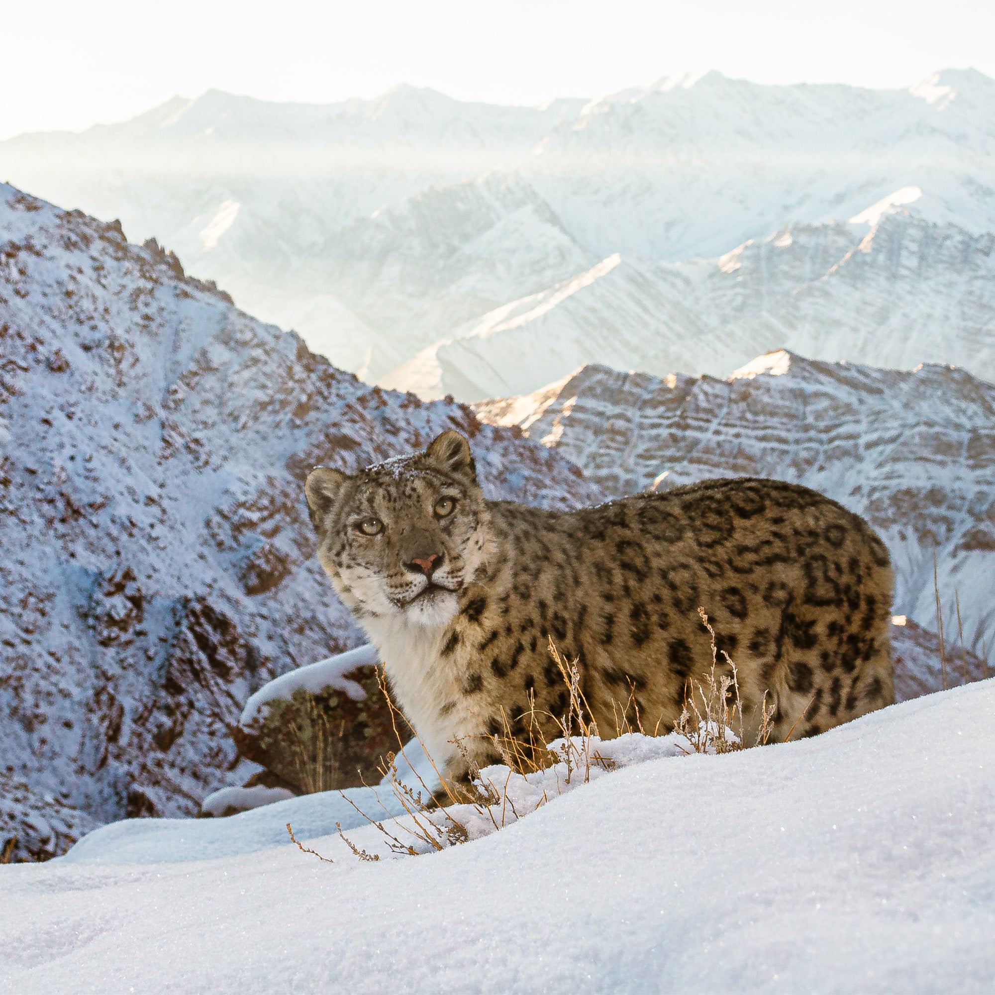 Snow leopard in the snow mountains.