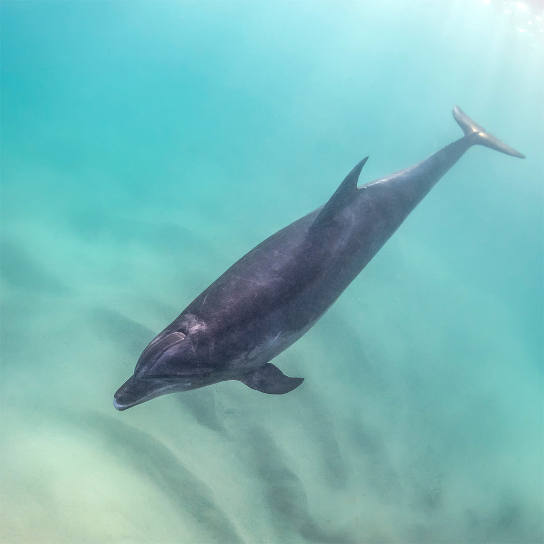 Dolphin swimming into the ocean.