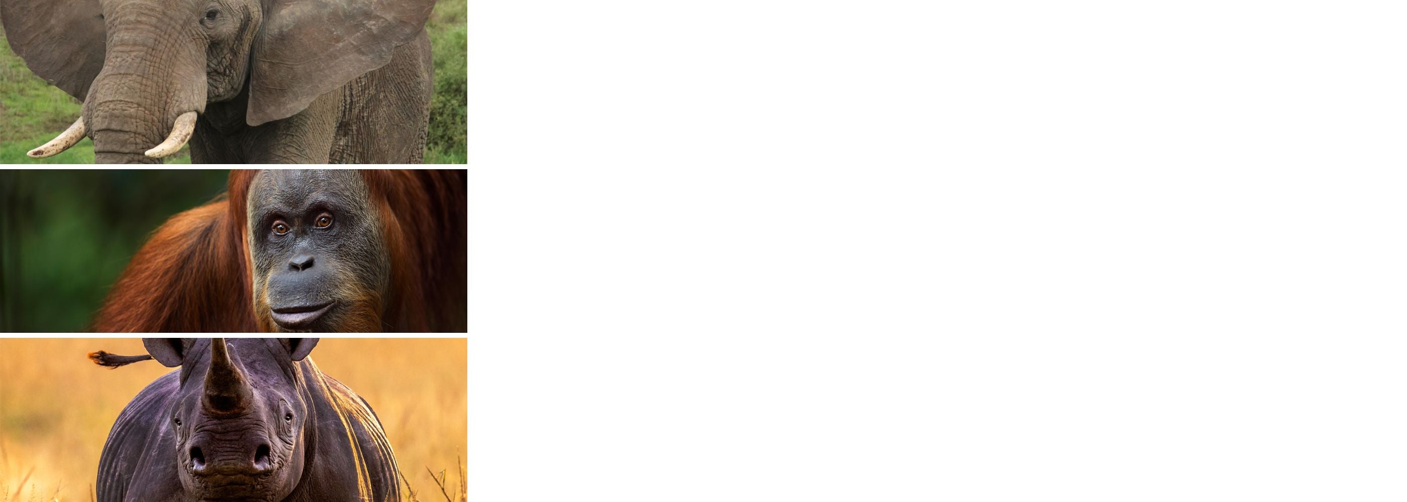 Collage of four animals: an elephant, a gorilla, a rhinoceros, and a hippopotamus.