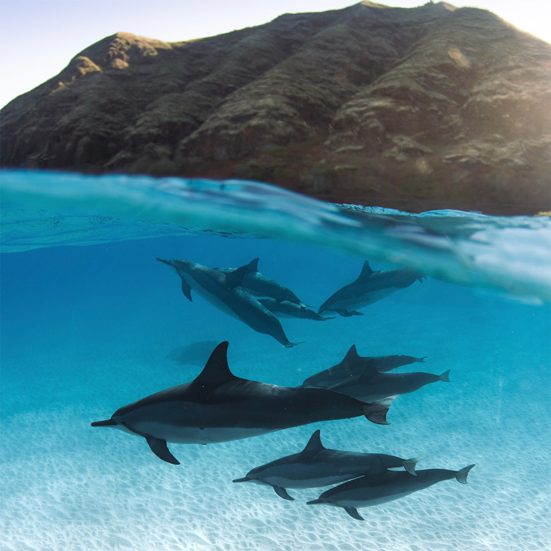 Pod of dolphins under the water swimming against the rocks.