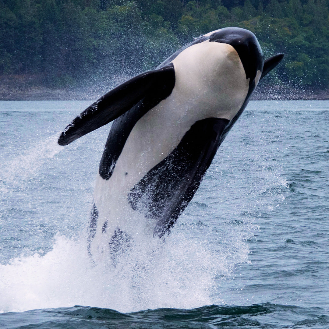 Orca whale breaking out of the sea.