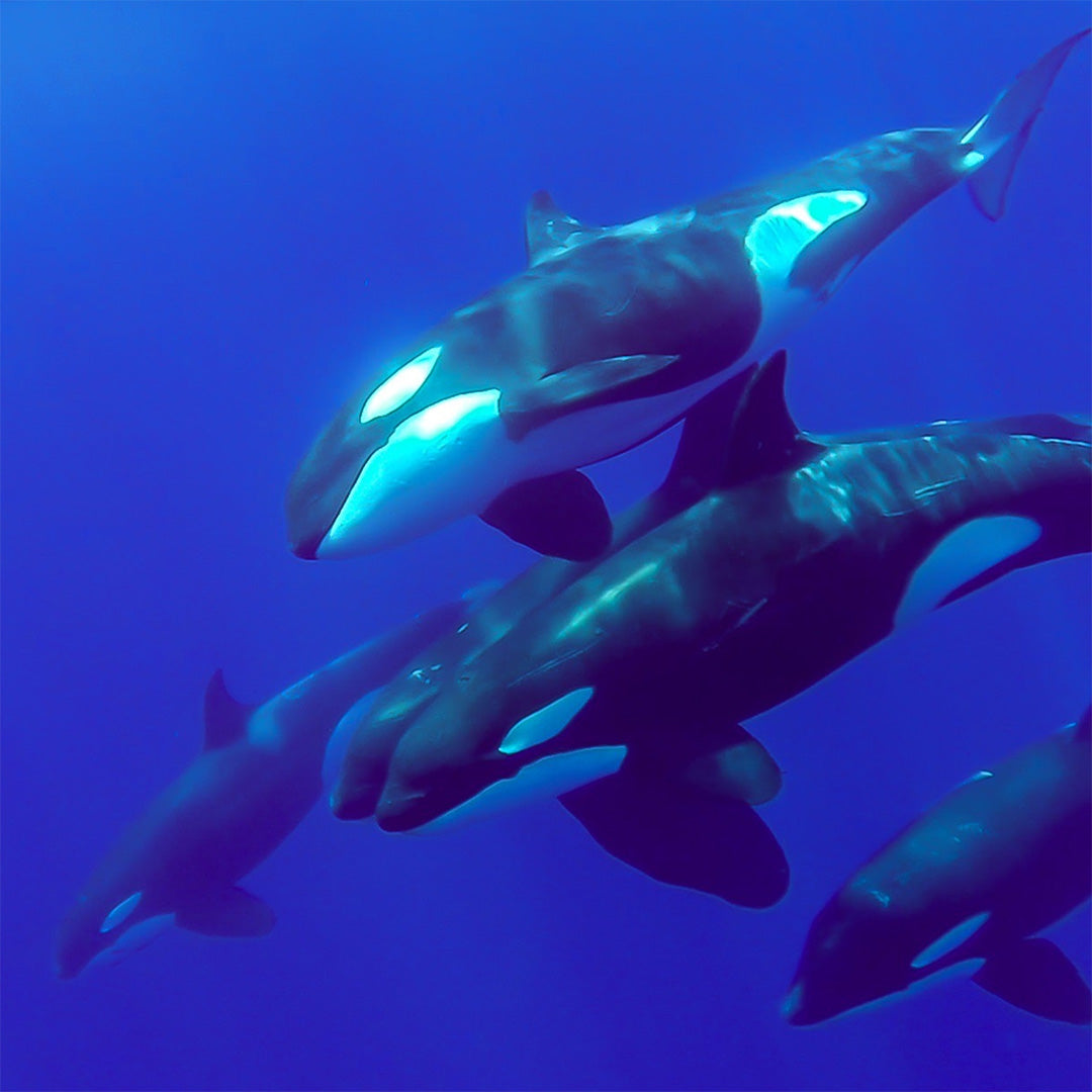 A pod of orcas swimming in the sea.