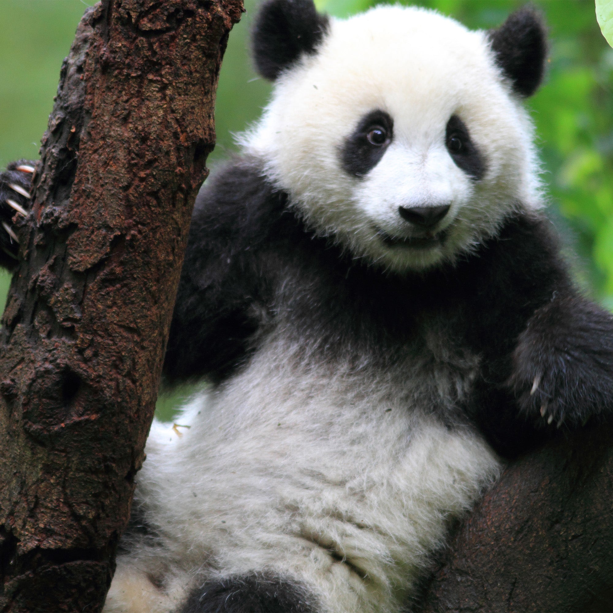 The Giant Panda Bead