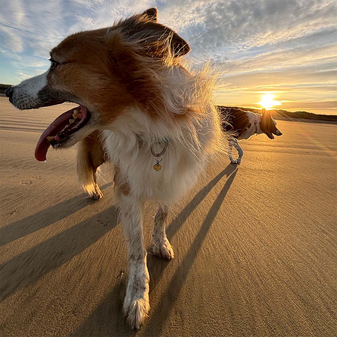 Border collie dogs on the beach at Saunton Sands, North Devon.