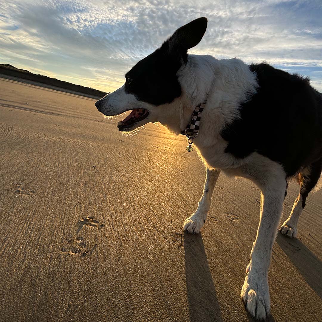 Border collie dog on the beach at Saunton Sands, North Devon.