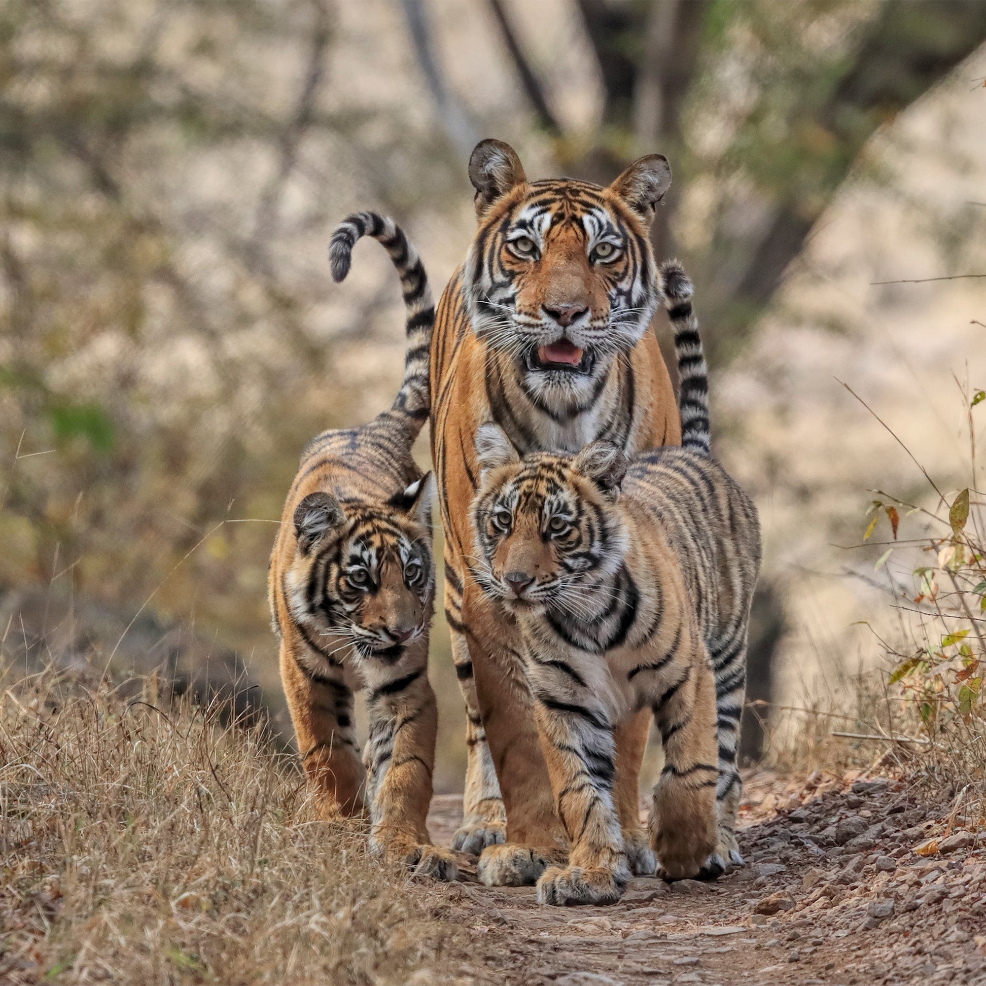 Tiger family in the bush.