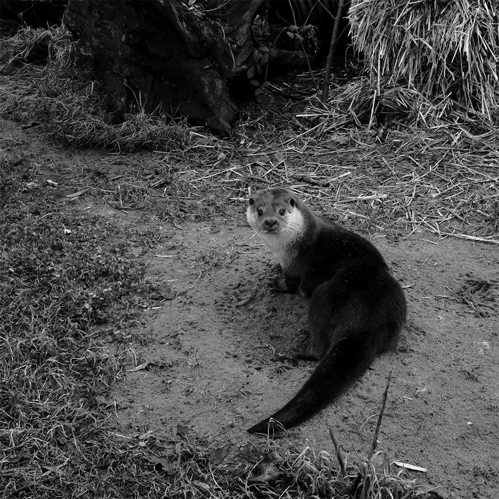Black and white photo of an otter on a dirt path with grass and hay in the background