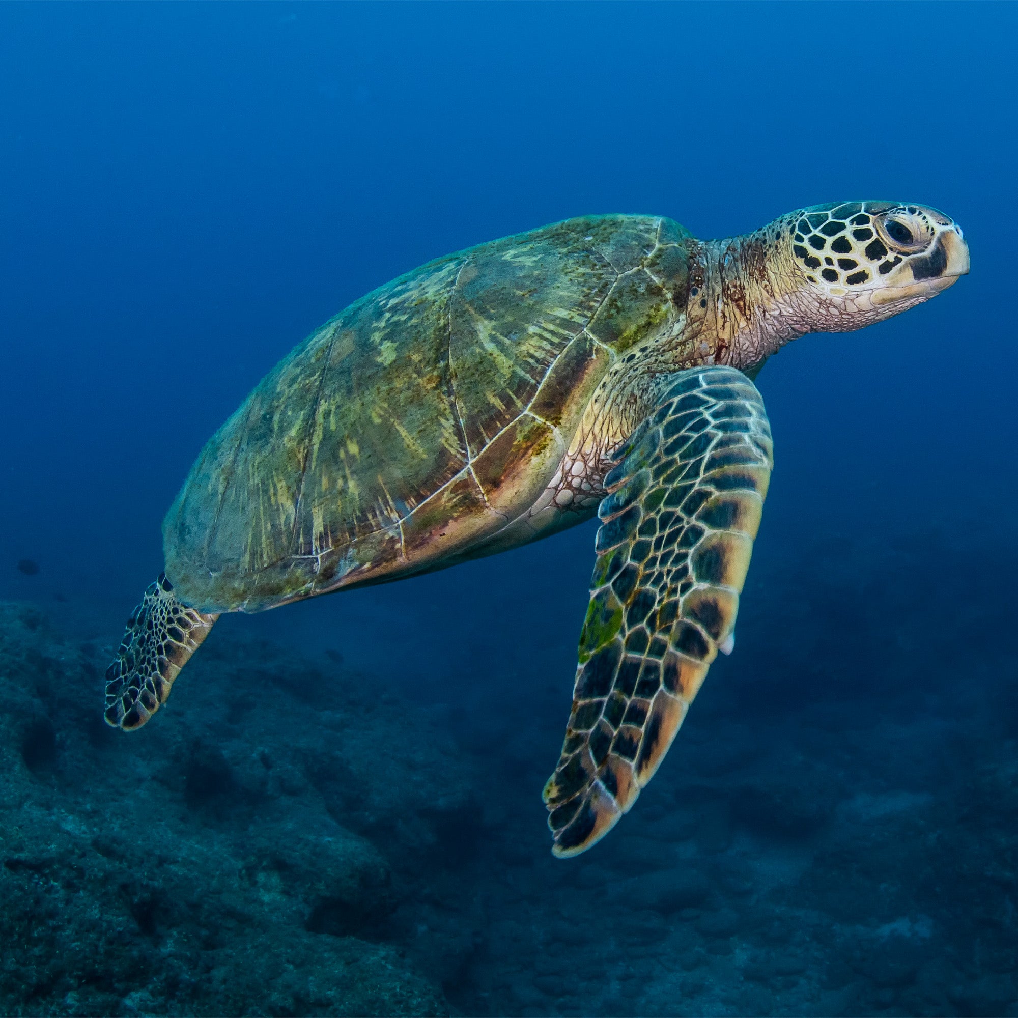 A sea turtle swimming in the sea.