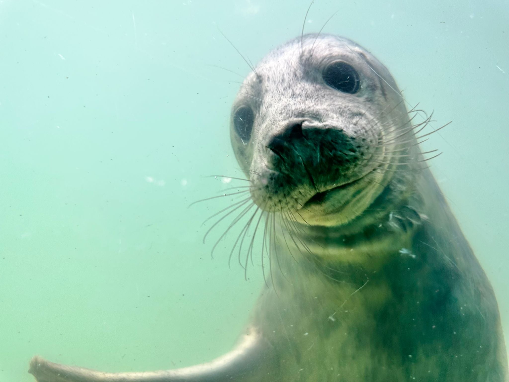 Cornish Seal Sanctuary Charity Bead